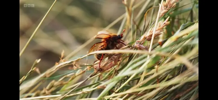 Summer chafer (Amphimallon solstitiale) as shown in Wild Isles - Our Precious Isles